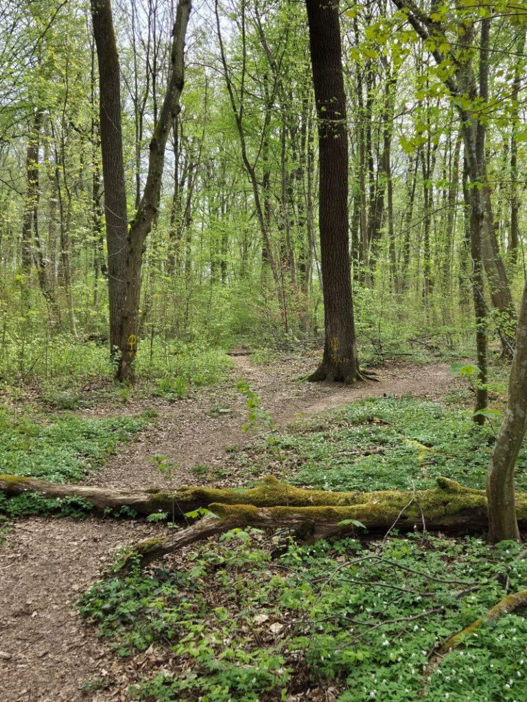 Klosterwald Maria Eich